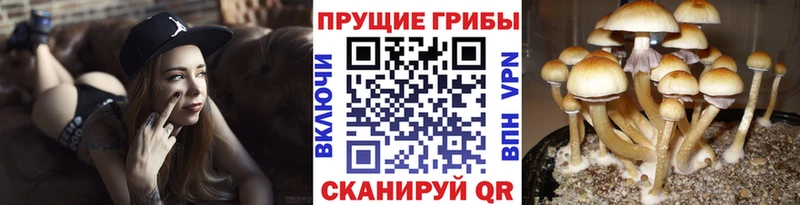 Псилоцибиновые грибы мицелий  Фрязино 